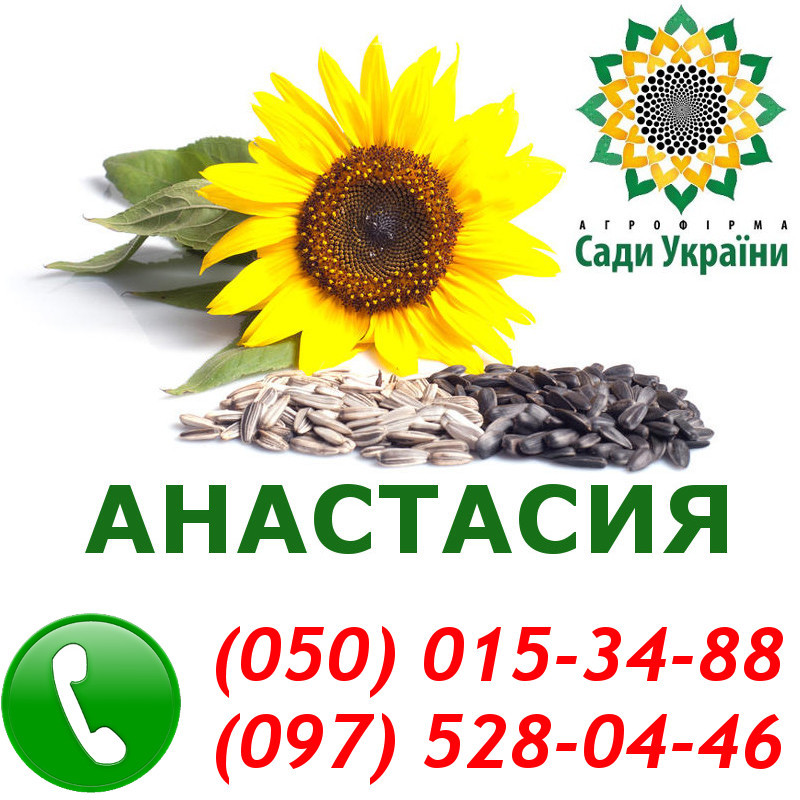 Sunflower инструкция. Майсадур семена подсолнечника. Подсолнух Метеор. Подсолнух фен шуй здоровье. ООО Дионис семечки подсолнечника.